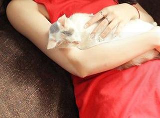 推女神 – 梦娜Vanessa兔女郎事务所：图包大放送，免费拿走不谢！